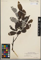 Foto von Salix humilis Marshall